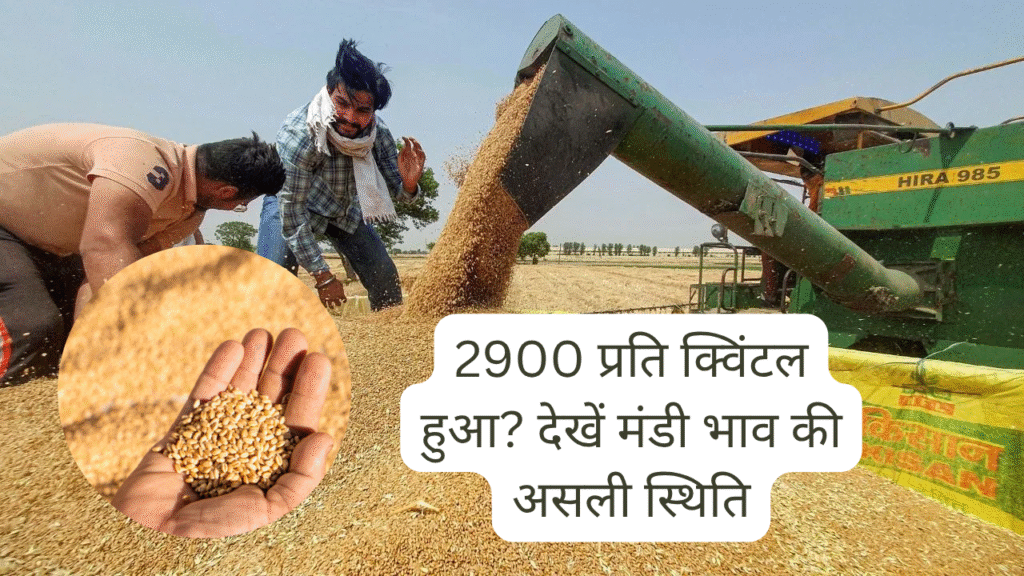 क्या वाकई गेंहूं ₹2900 प्रति क्विंटल हुआ? देखें मंडी भाव की असली स्थिति
